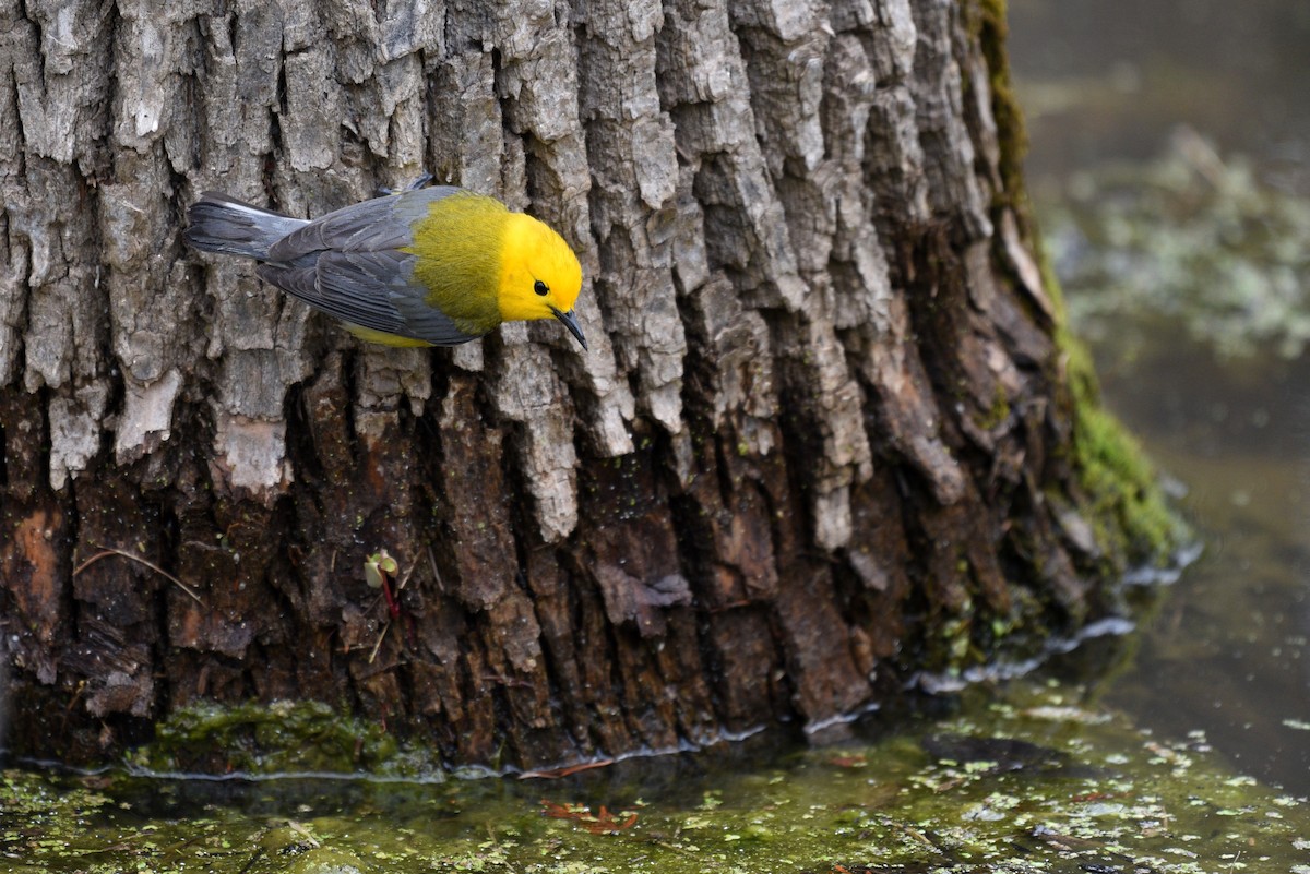 Prothonotary Warbler - Zoe Finney