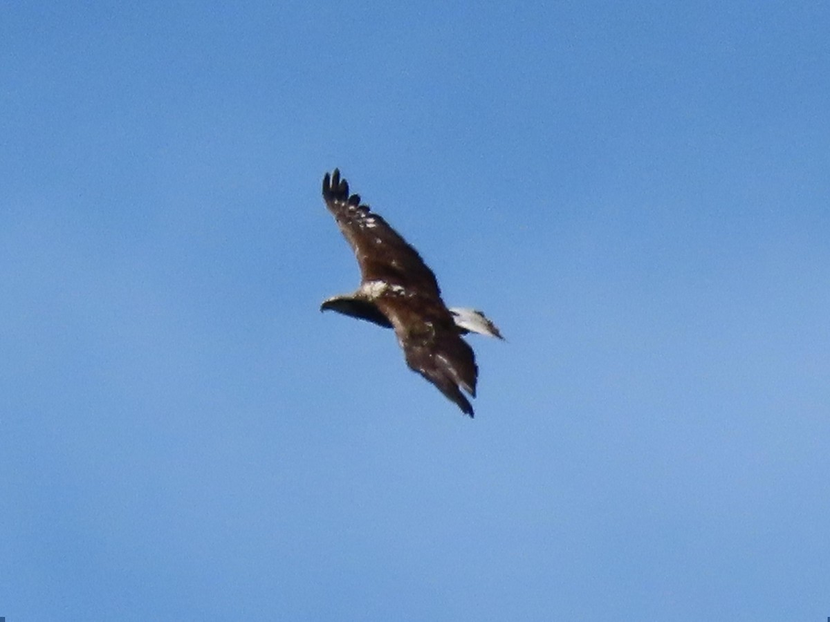 Bald Eagle - ML159815781