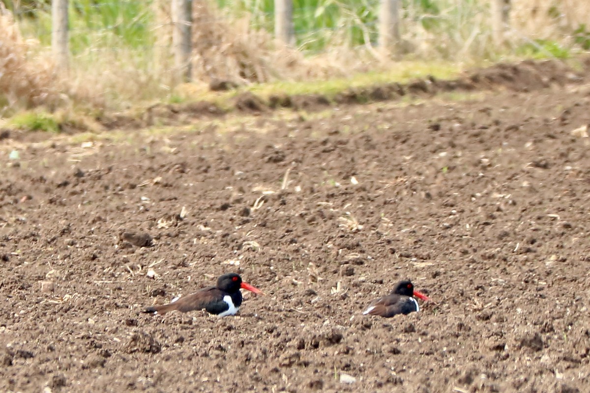 Eurasian Oystercatcher - Letty Roedolf Groenenboom