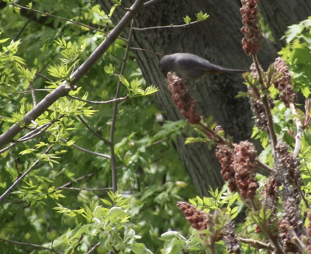 Gray Catbird - ML159818461