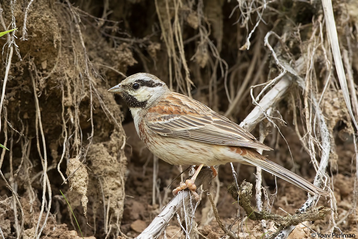 White-capped Bunting - Yoav Perlman