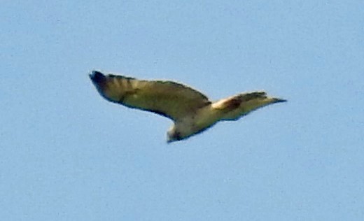 Red-tailed Hawk - ML159822581