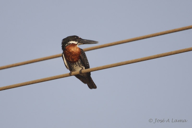 Giant Kingfisher - ML159822981