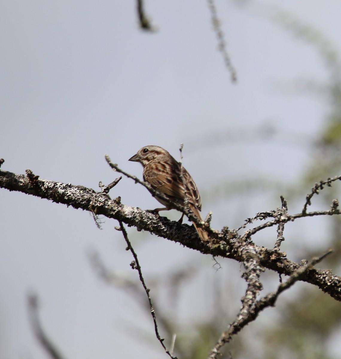 Song Sparrow - ML159824361