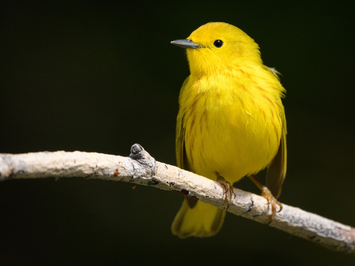 Paruline jaune - ML159824451