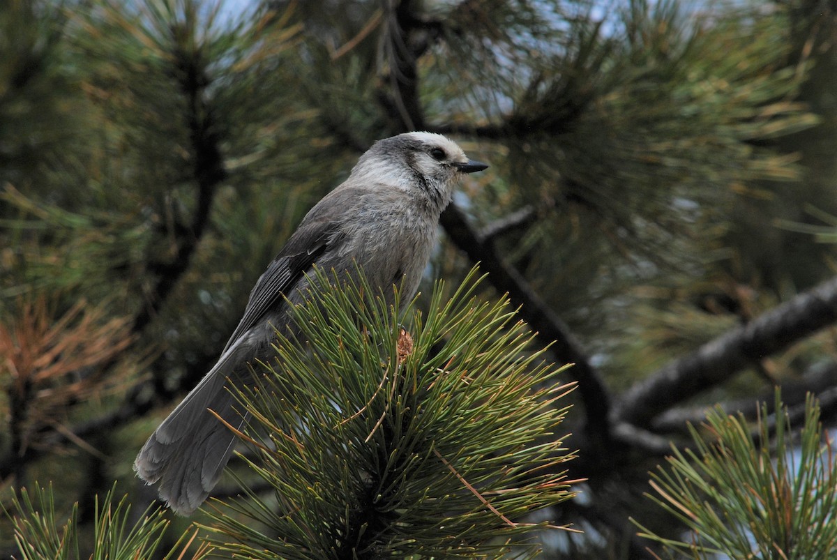 Canada Jay - Cinnamon Bergeron