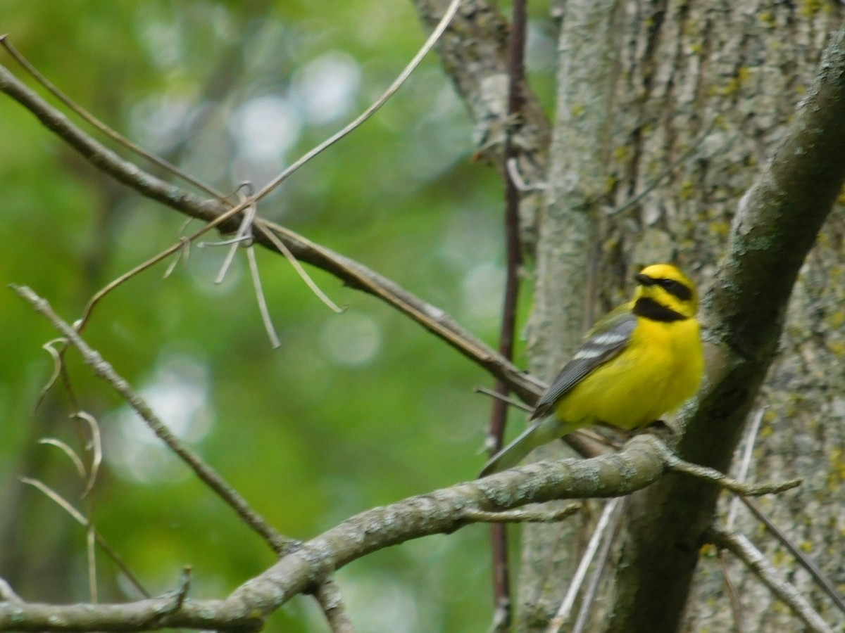 Lawrence's Warbler (hybrid) - Thomas Mudd