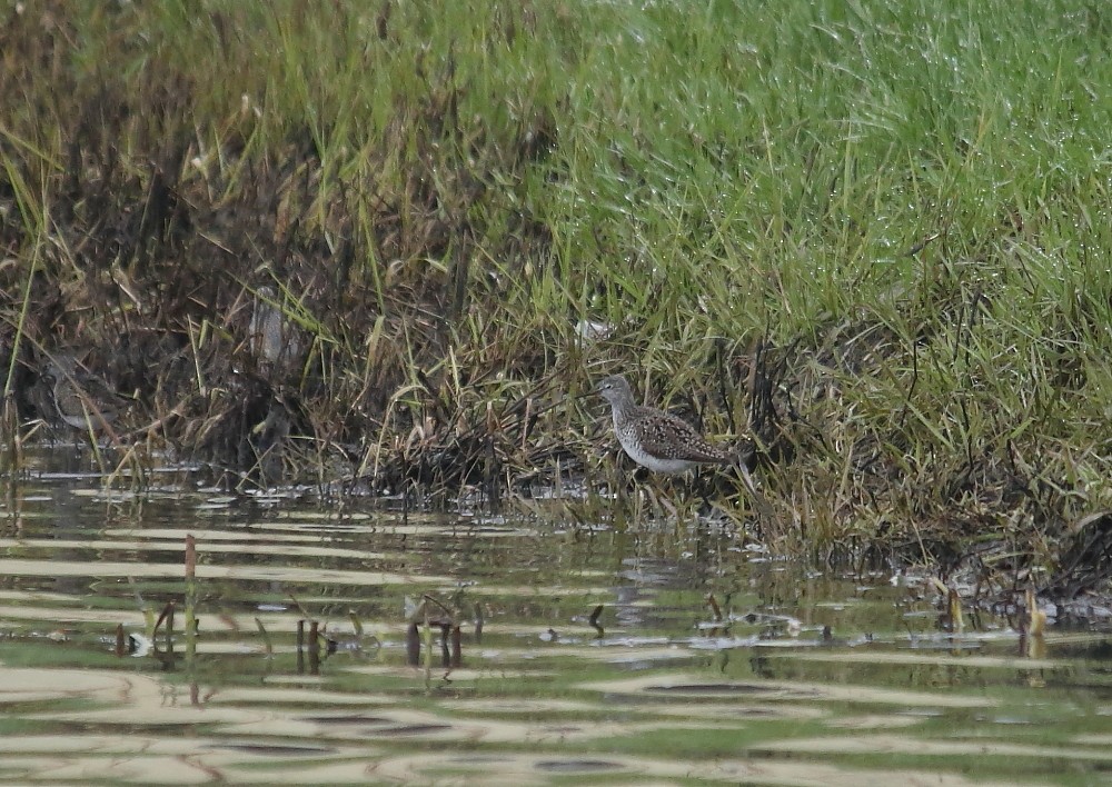 Lesser Yellowlegs - Josée Rousseau