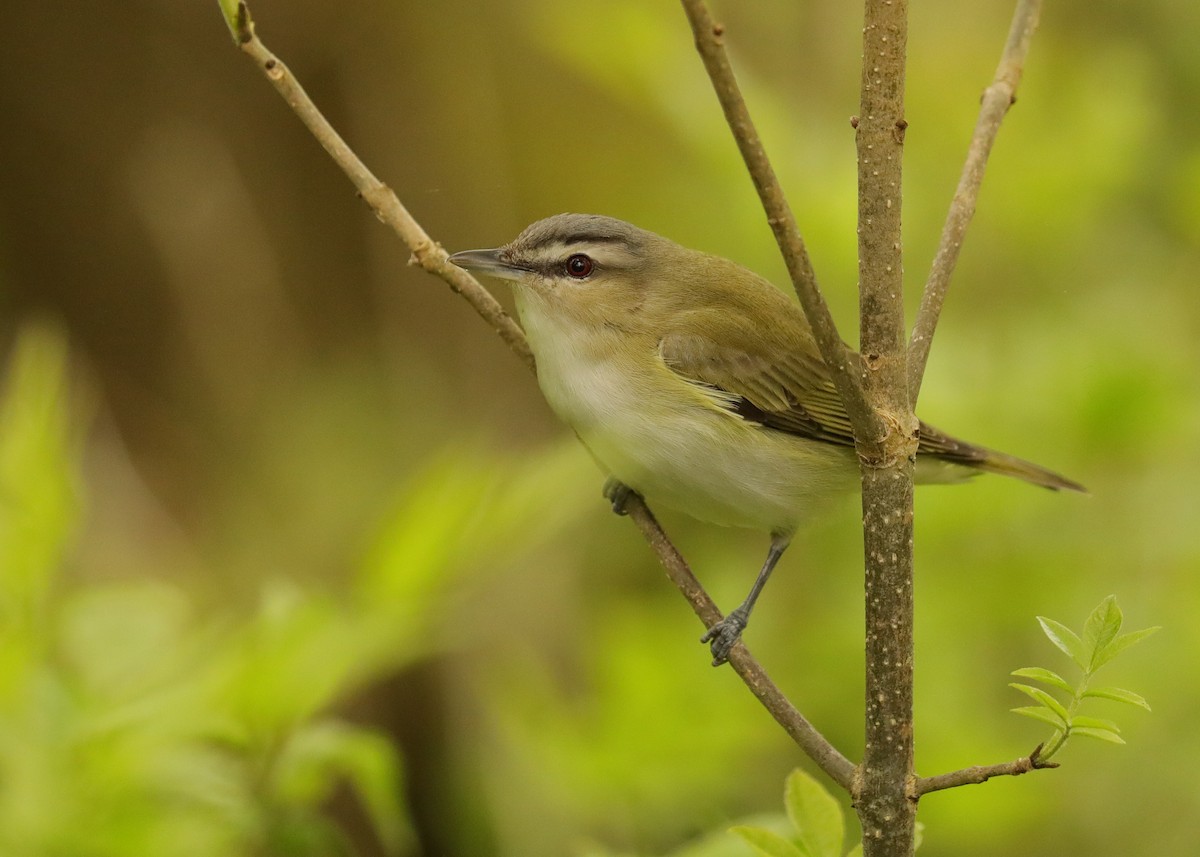 Red-eyed Vireo - Nina Hale