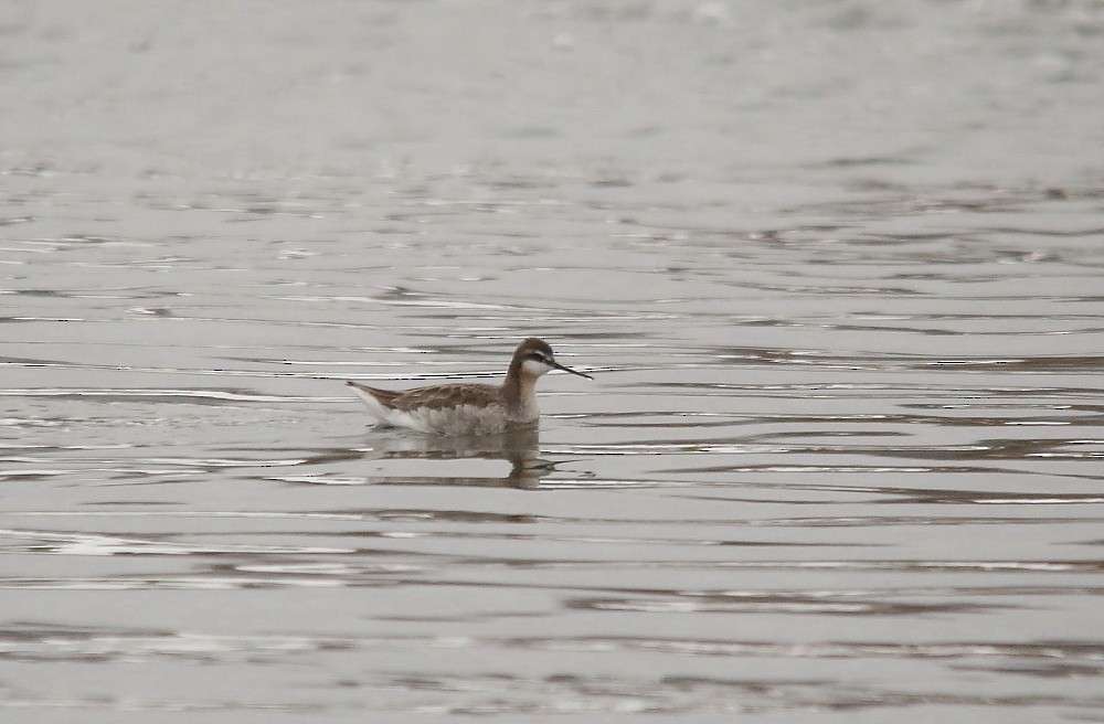 Wilson's Phalarope - ML159827121