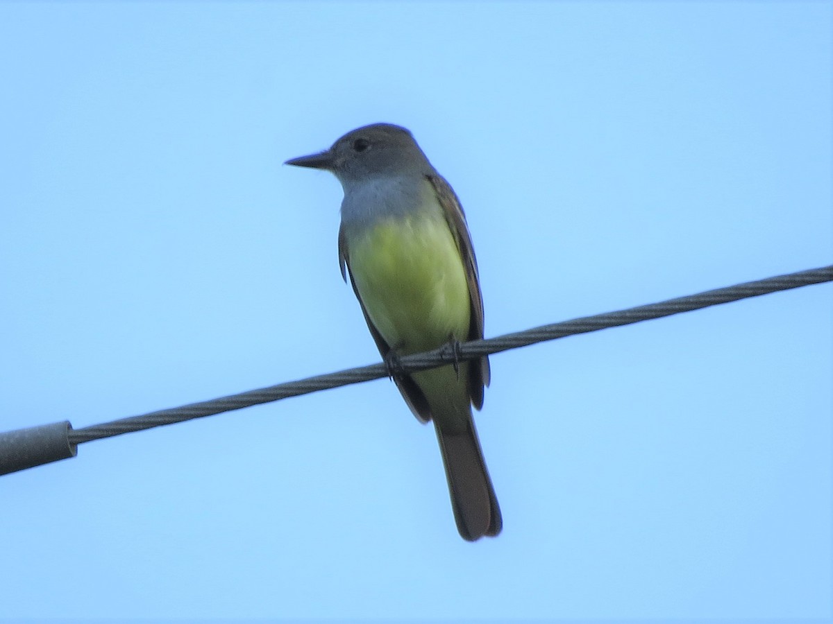 Great Crested Flycatcher - ML159827581