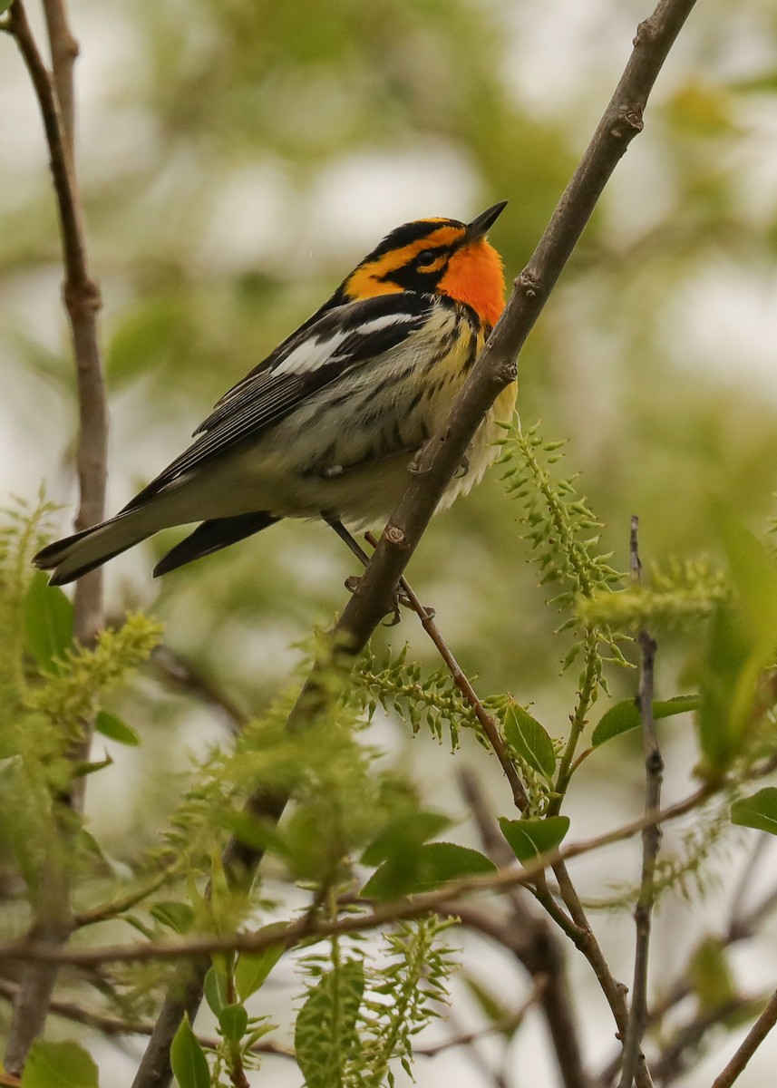 Blackburnian Warbler - Nina Hale