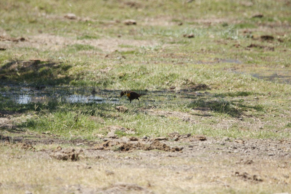 Yellow-headed Blackbird - ML159828991