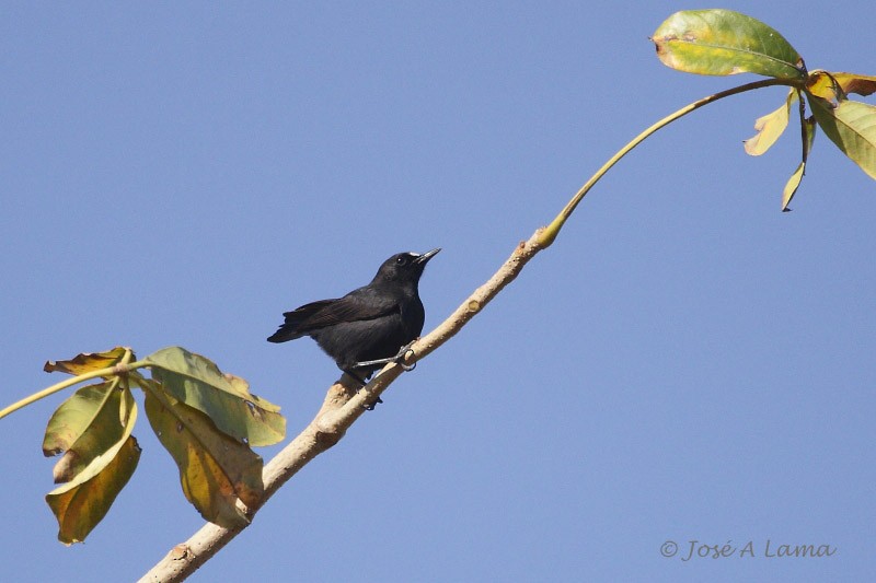 White-fronted Black-Chat - ML159829571