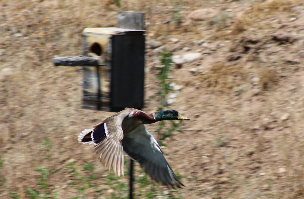 Canard colvert - ML159829711