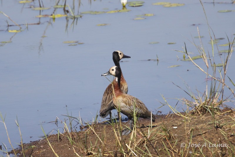 White-faced Whistling-Duck - Jose Antonio Lama