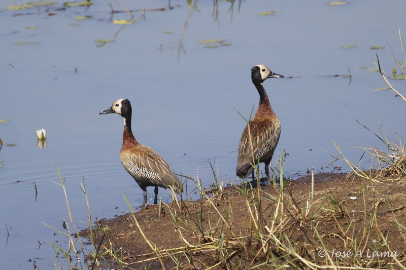 White-faced Whistling-Duck - Jose Antonio Lama