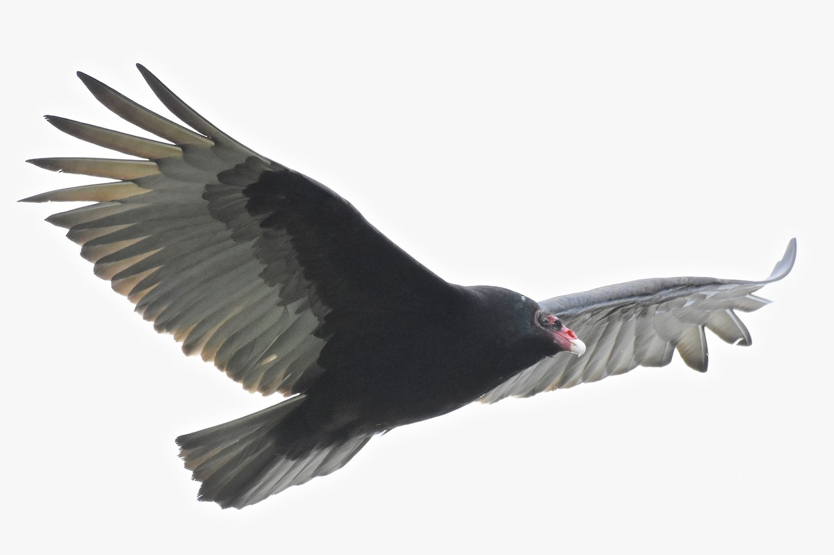 Turkey Vulture - ML159830331