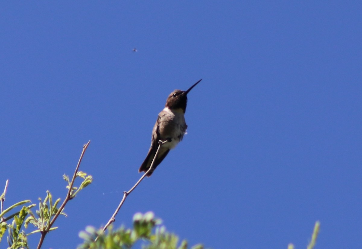 Black-chinned Hummingbird - Sonoran Audubon Society Field Trips
