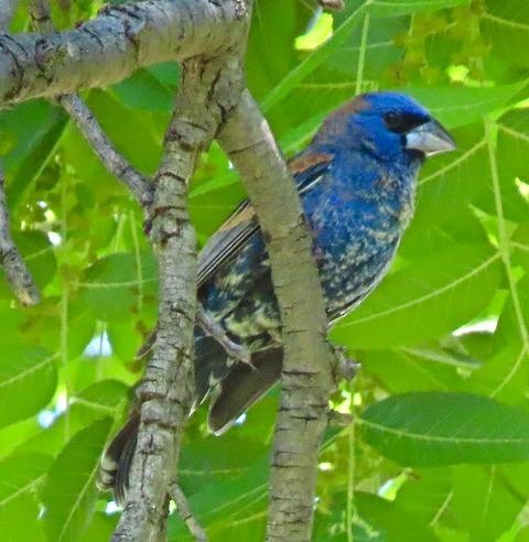 Blue Grosbeak - Sonoran Audubon Society Field Trips