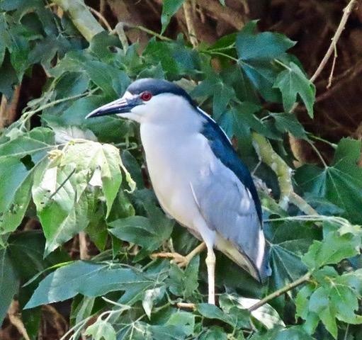 Black-crowned Night Heron - Sonoran Audubon Society Field Trips