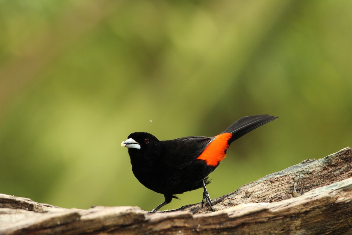 Flame-rumped Tanager - ML159832531