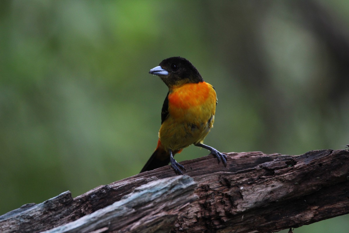 Flame-rumped Tanager - ML159832541
