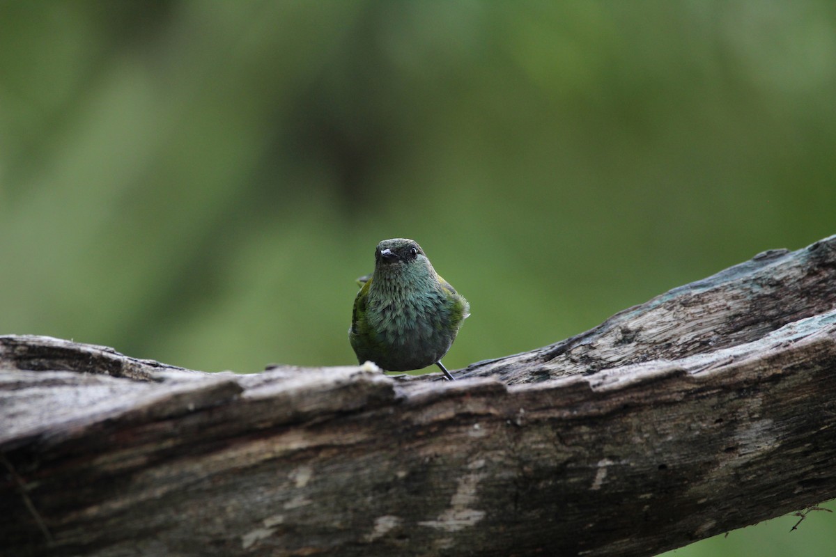 Black-capped Tanager - ML159832861