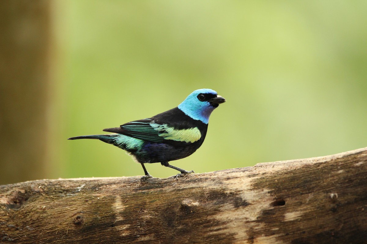 Blue-necked Tanager - ML159833641