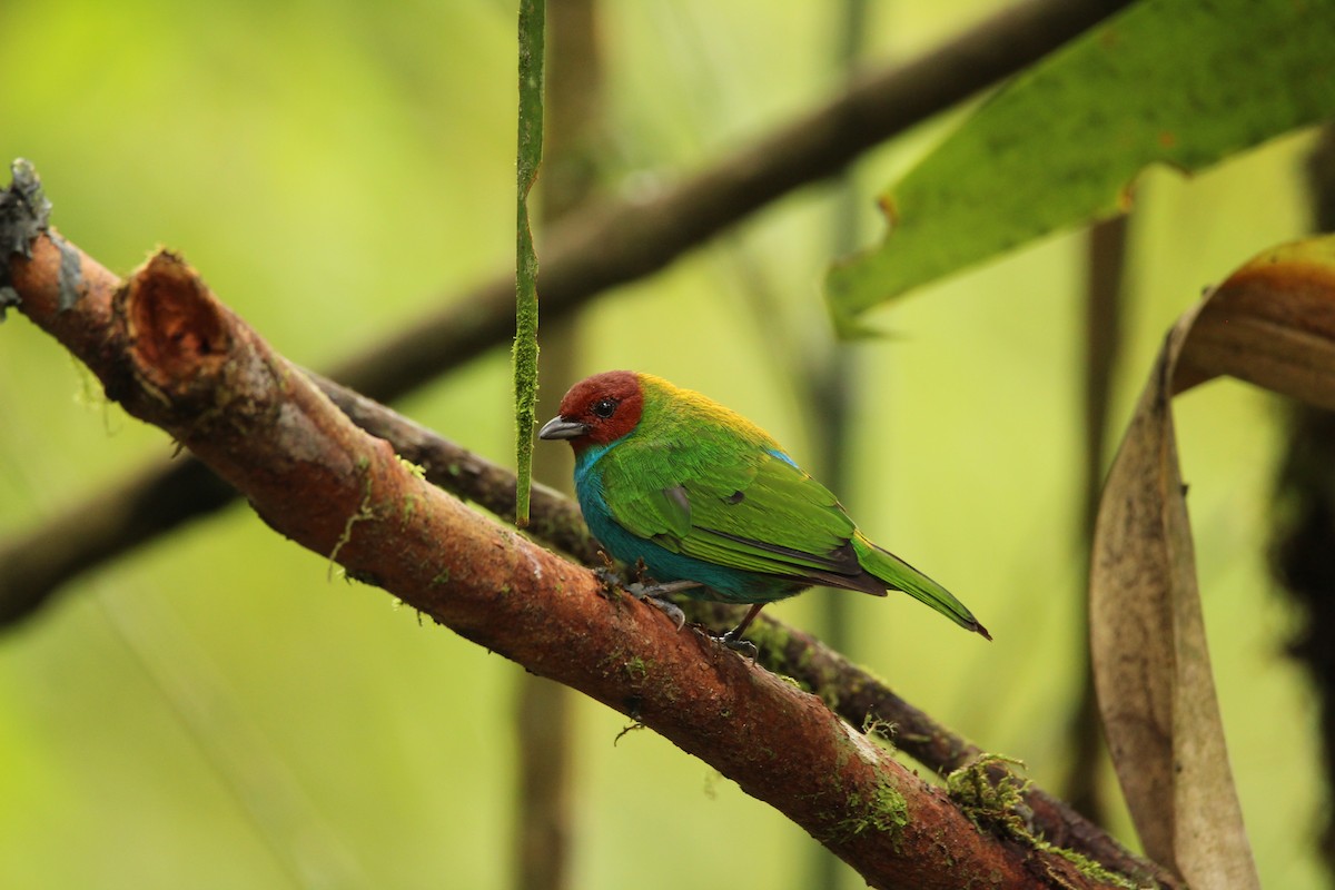 Bay-headed Tanager - ML159834981