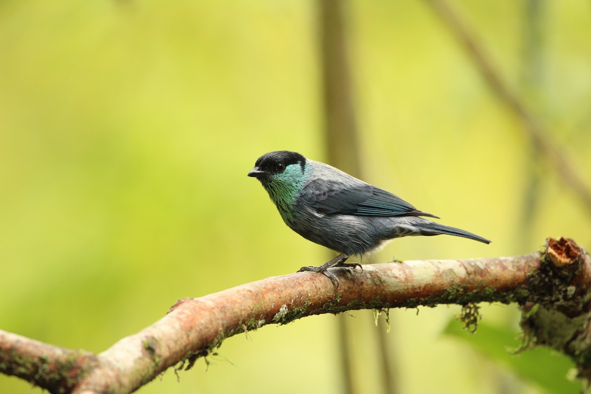 Black-capped Tanager - ML159836651