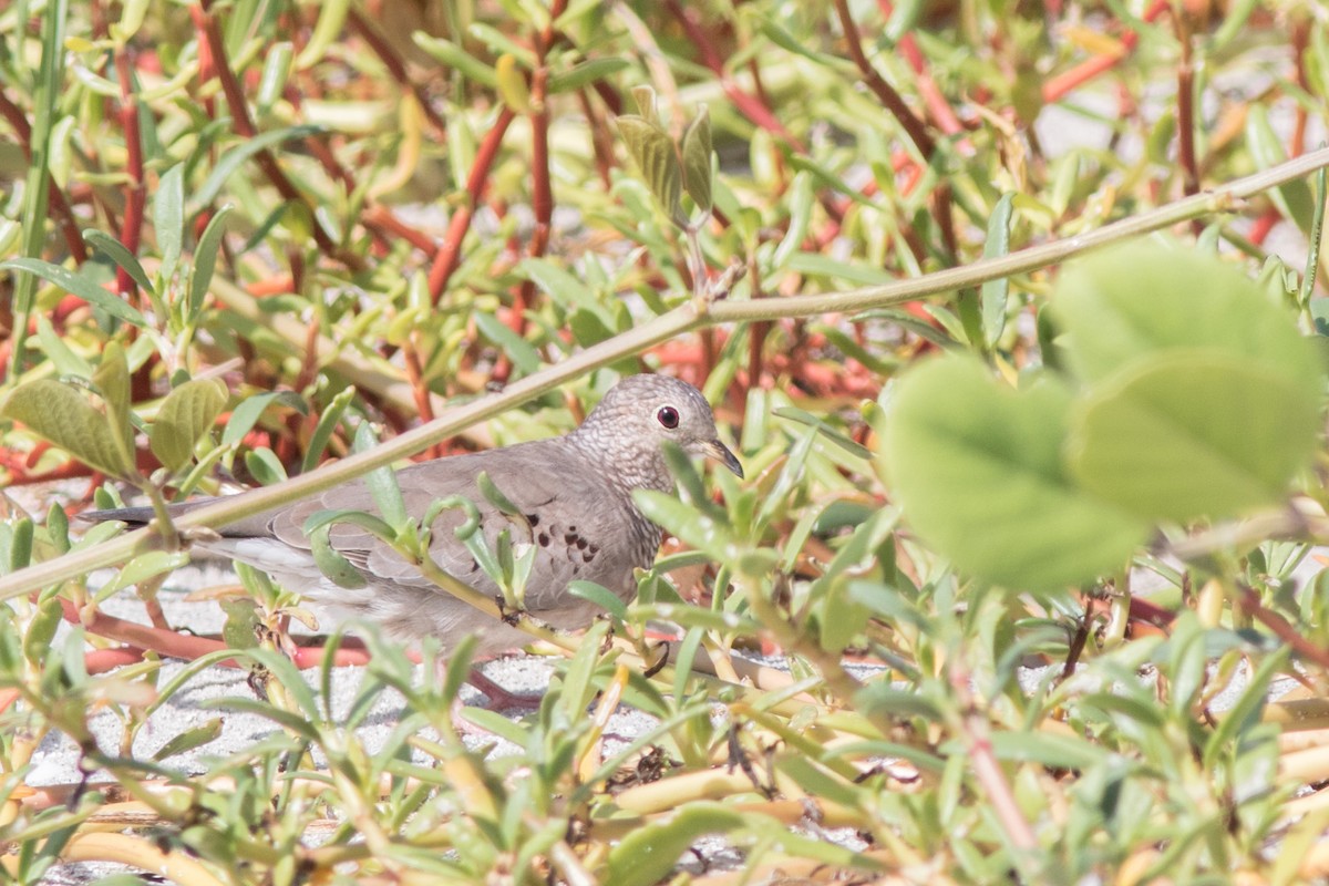 Common Ground Dove - ML159837041