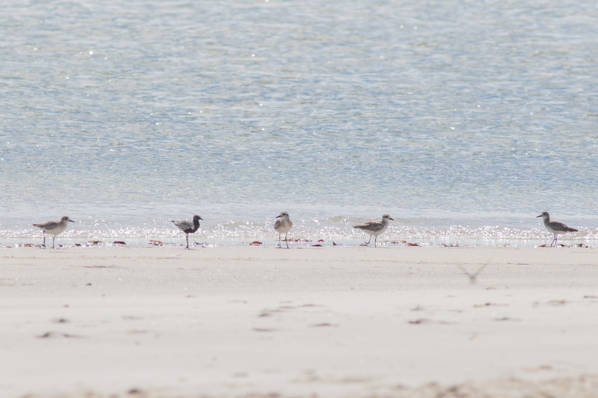 Black-bellied Plover - ML159837321