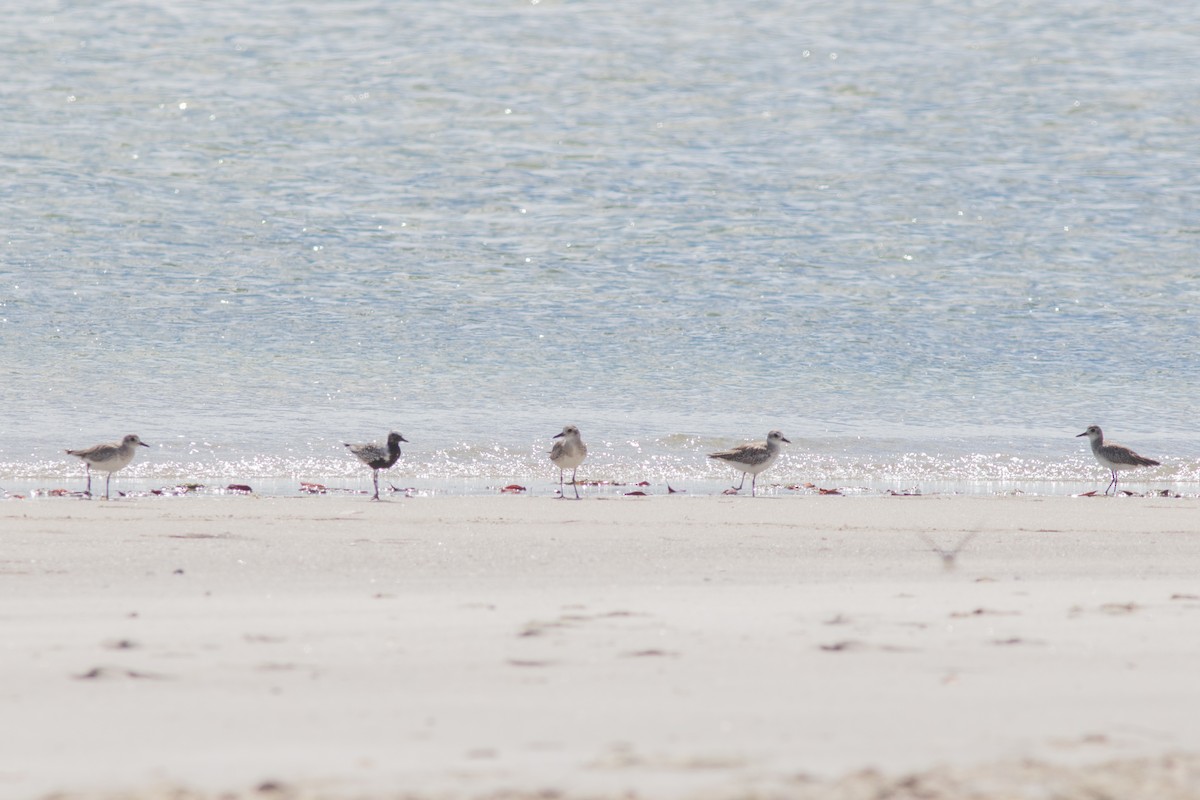 Black-bellied Plover - Marcelo Feliti