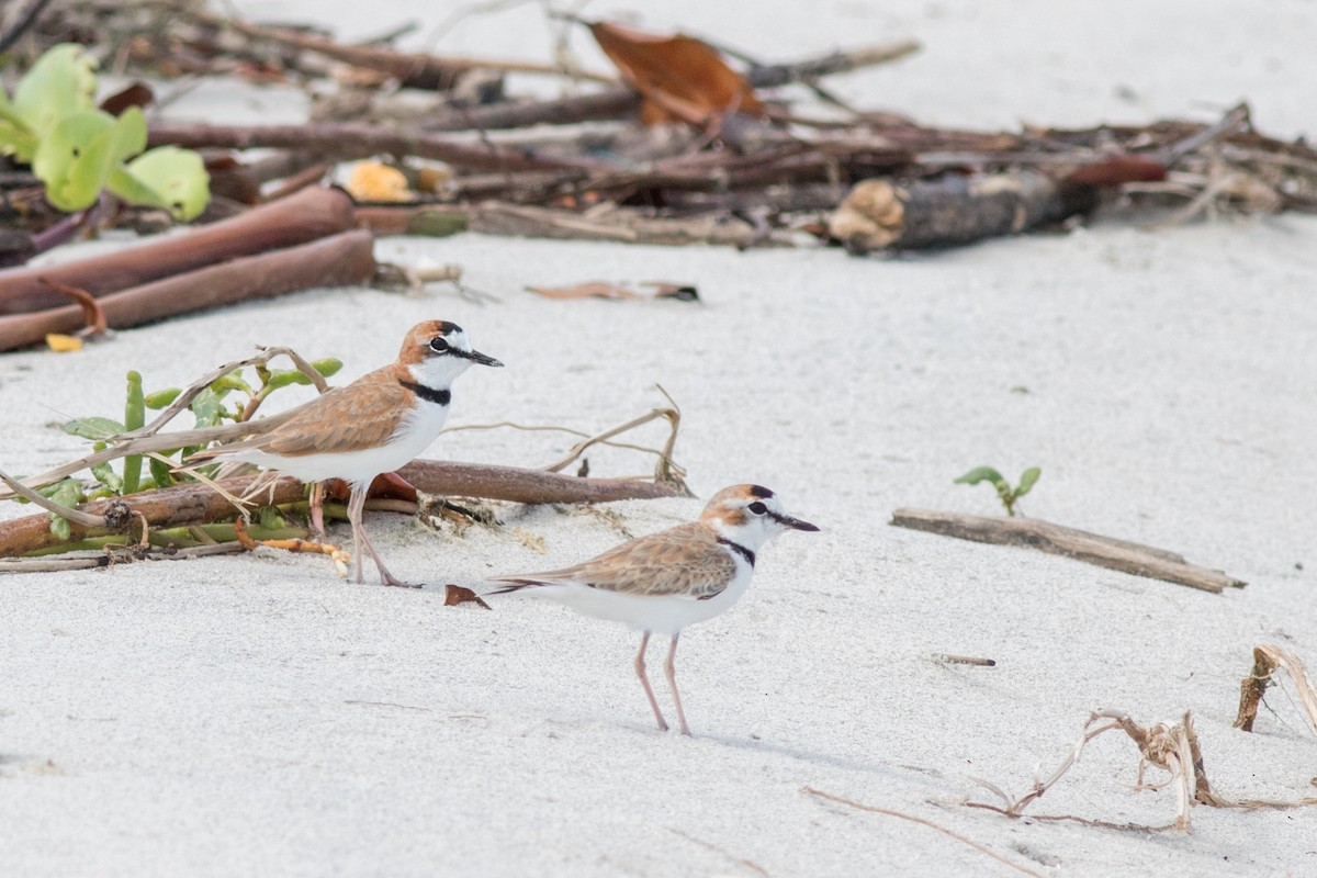 Collared Plover - ML159837521