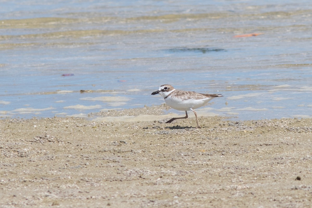 Wilson's Plover - ML159837641