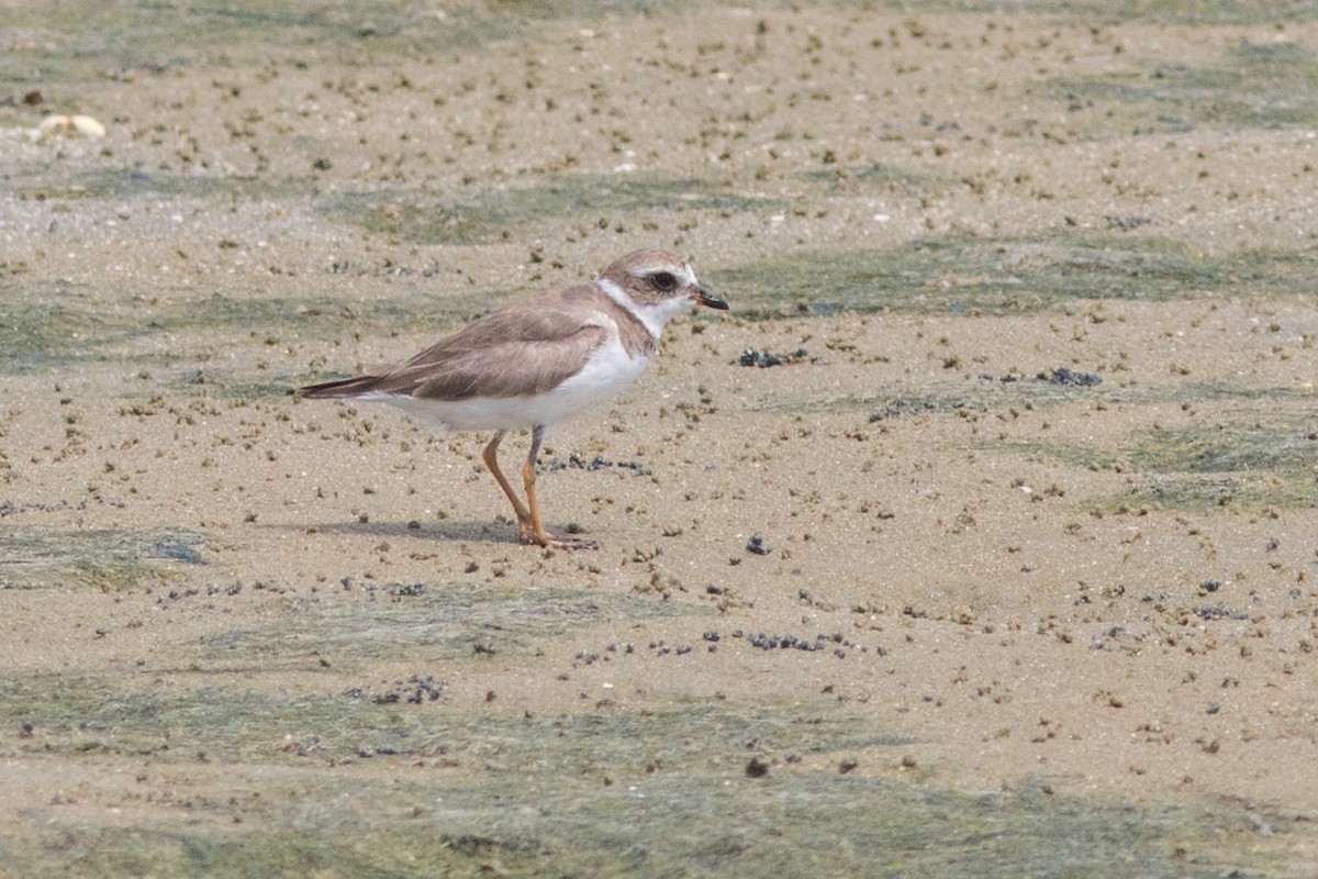 Semipalmated Plover - ML159837921