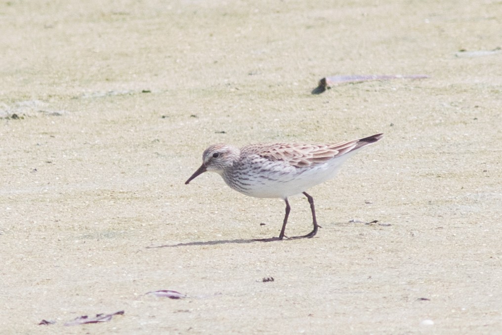 White-rumped Sandpiper - ML159838071