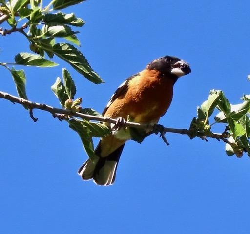 Cardinal à tête noire - ML159838531