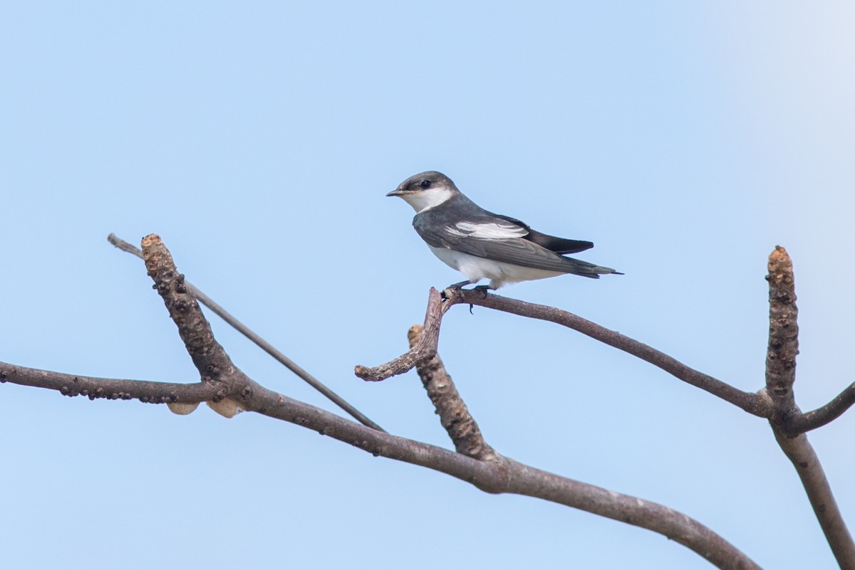 White-winged Swallow - ML159838731