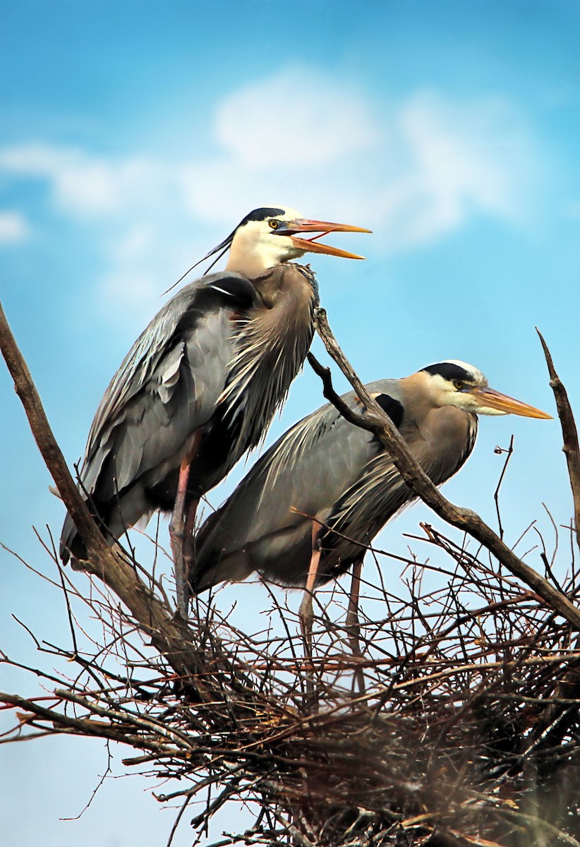 Great Blue Heron - ML159839381