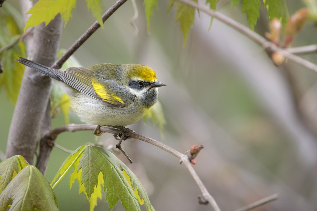 Golden-winged Warbler - ML159839731