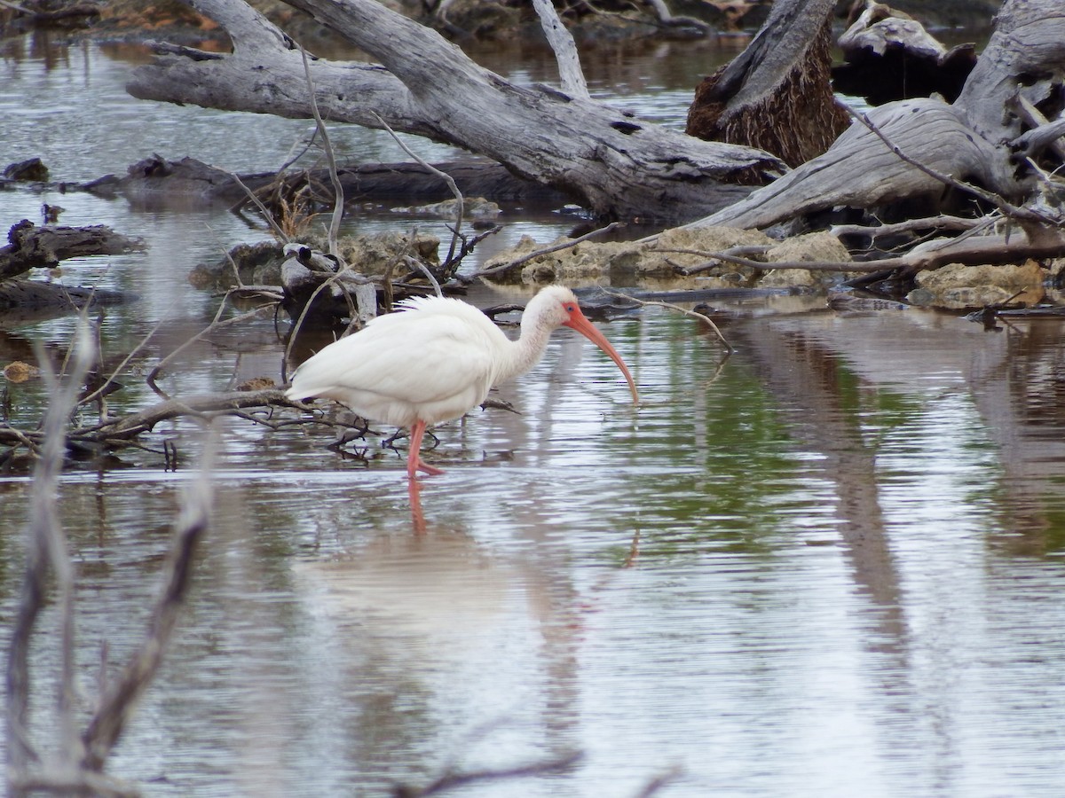 ibis bílý - ML159839971