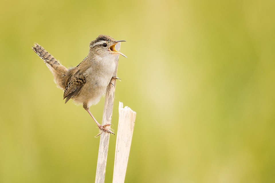 Marsh Wren - ML159840881