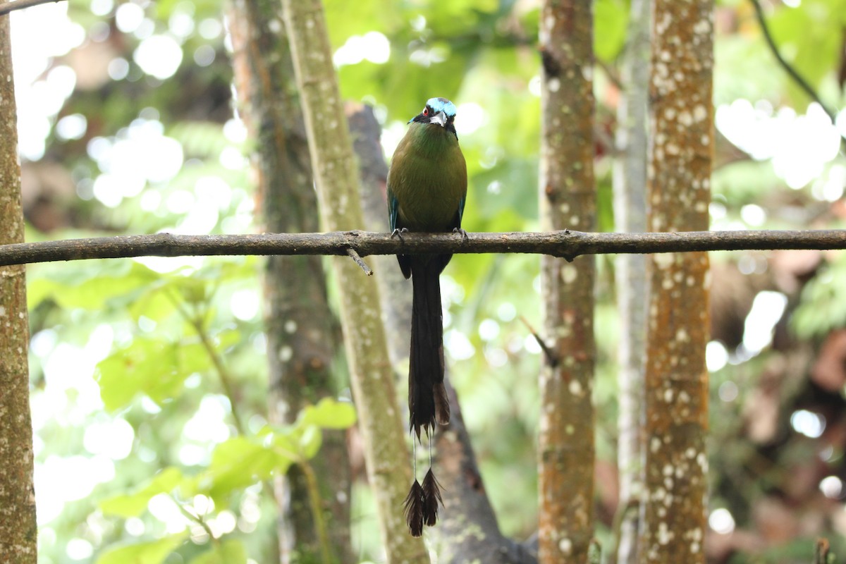 Andean Motmot - ML159841161