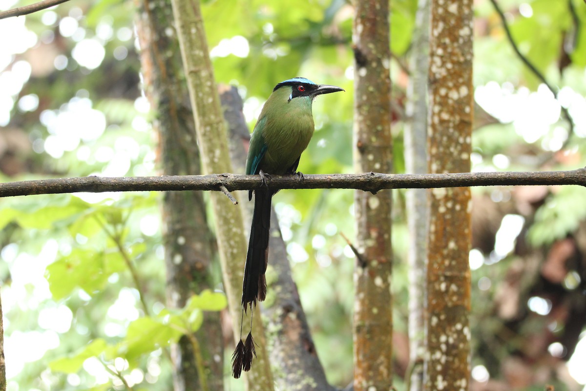 Andean Motmot - ML159841211