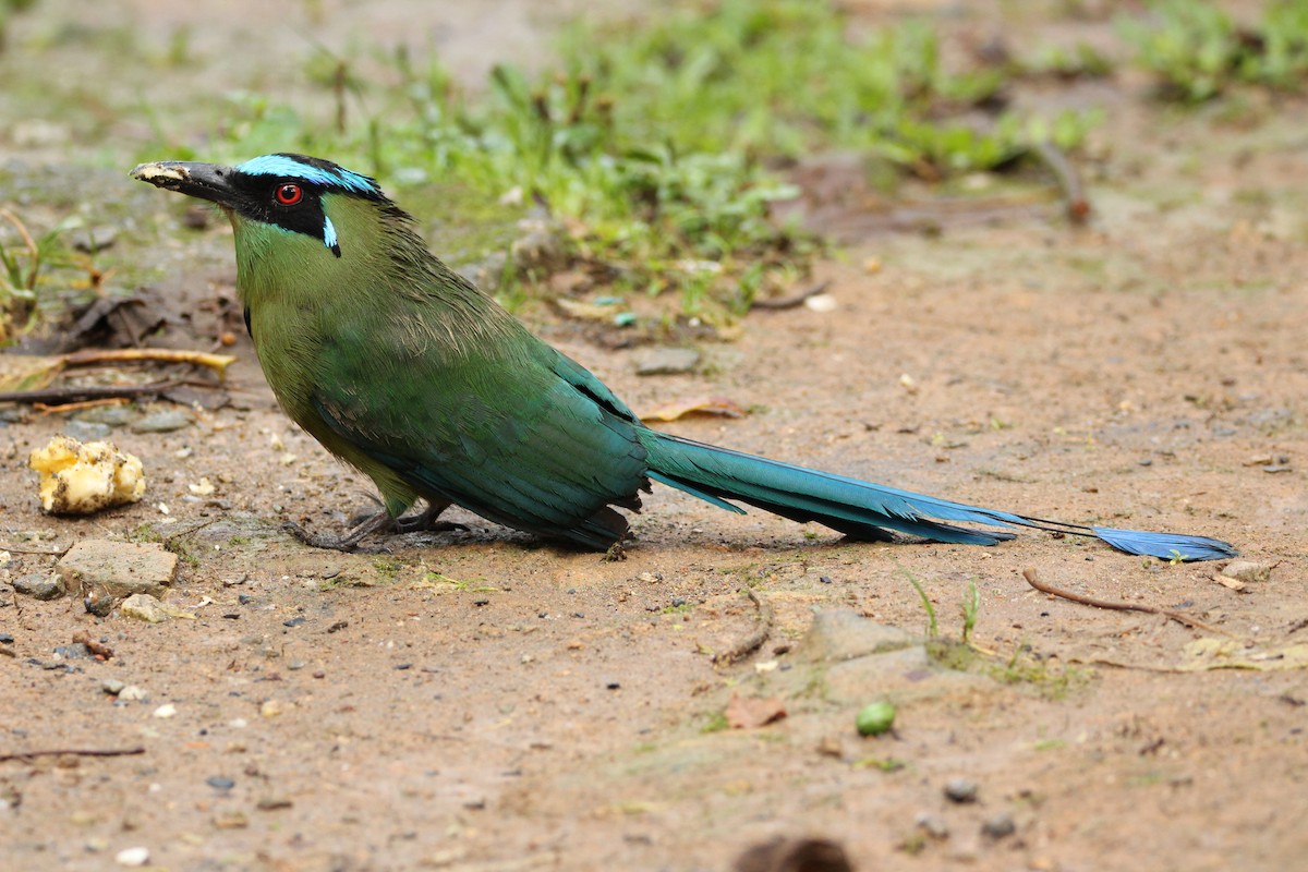 Andean Motmot - ML159841231