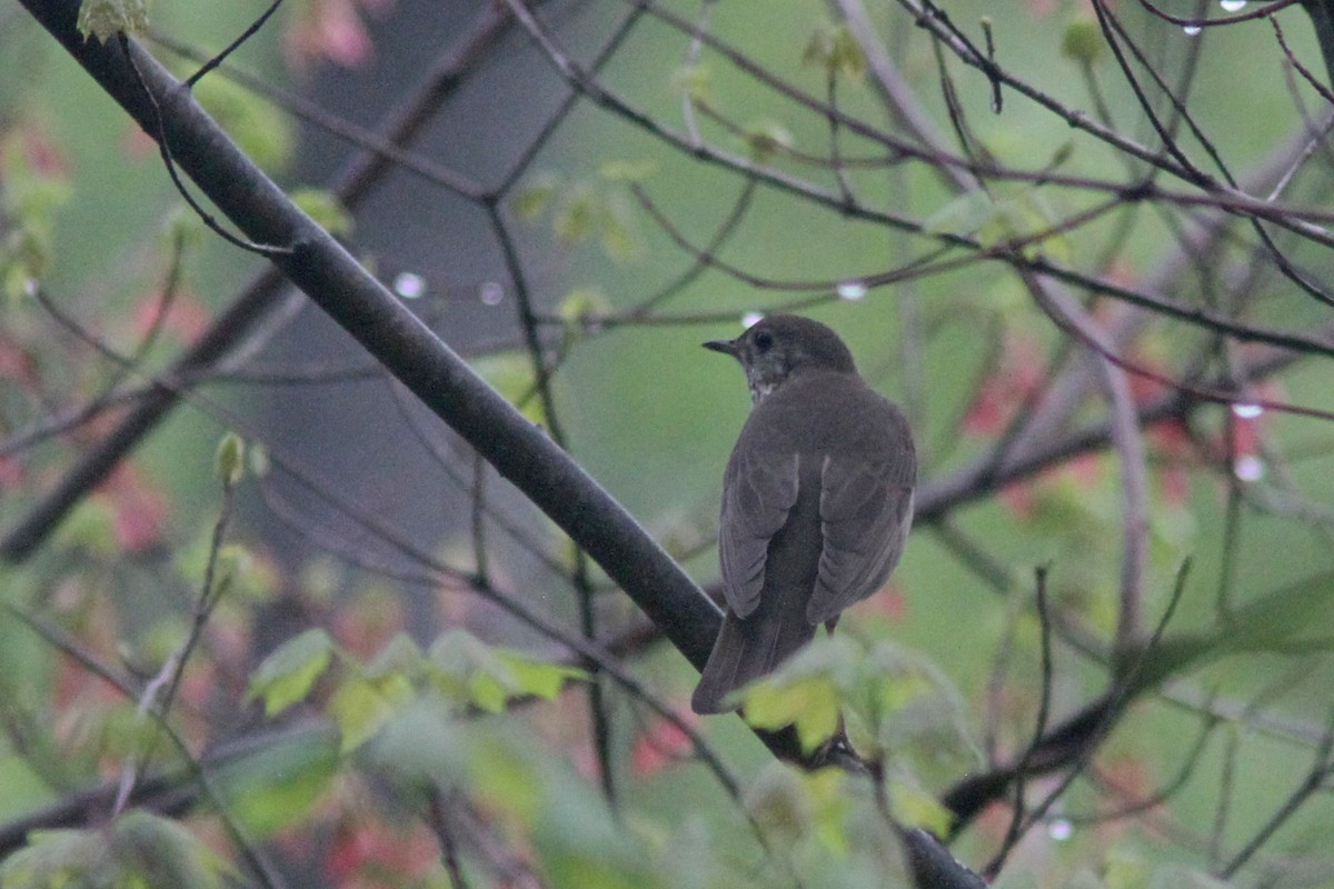 Gray-cheeked Thrush - ML159841581