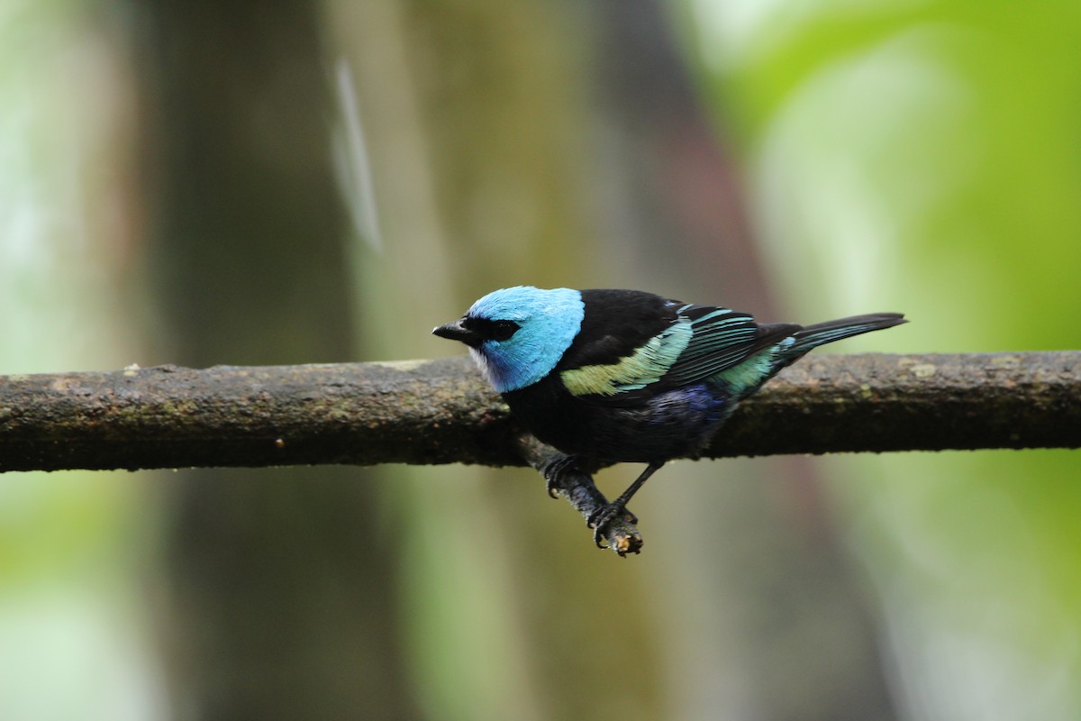 Blue-necked Tanager - ML159841931
