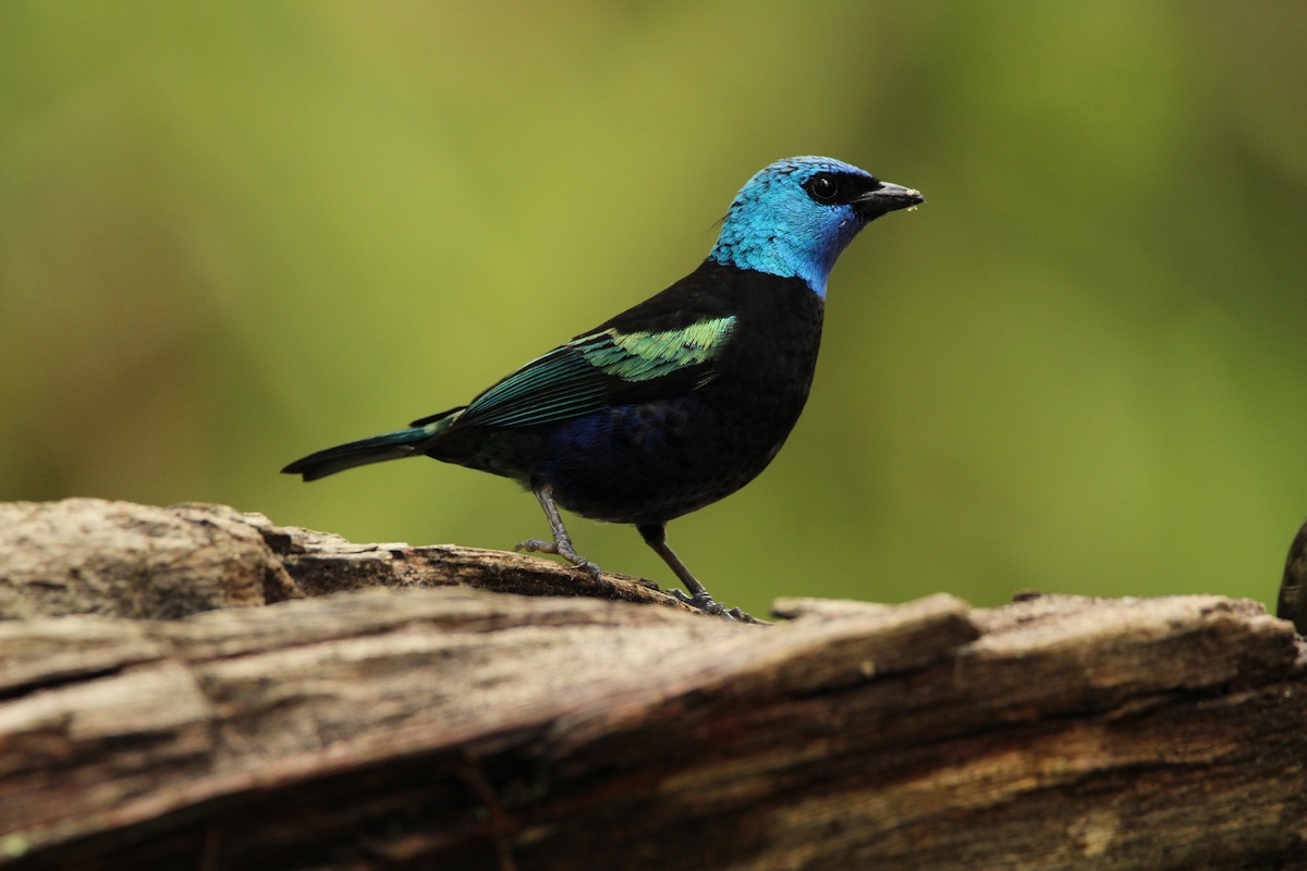 Blue-necked Tanager - ML159841951